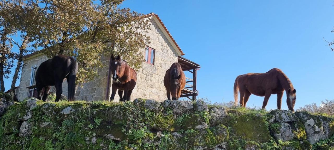 Quinta Da Adarnela Διαμέρισμα Lagares da Beira Εξωτερικό φωτογραφία