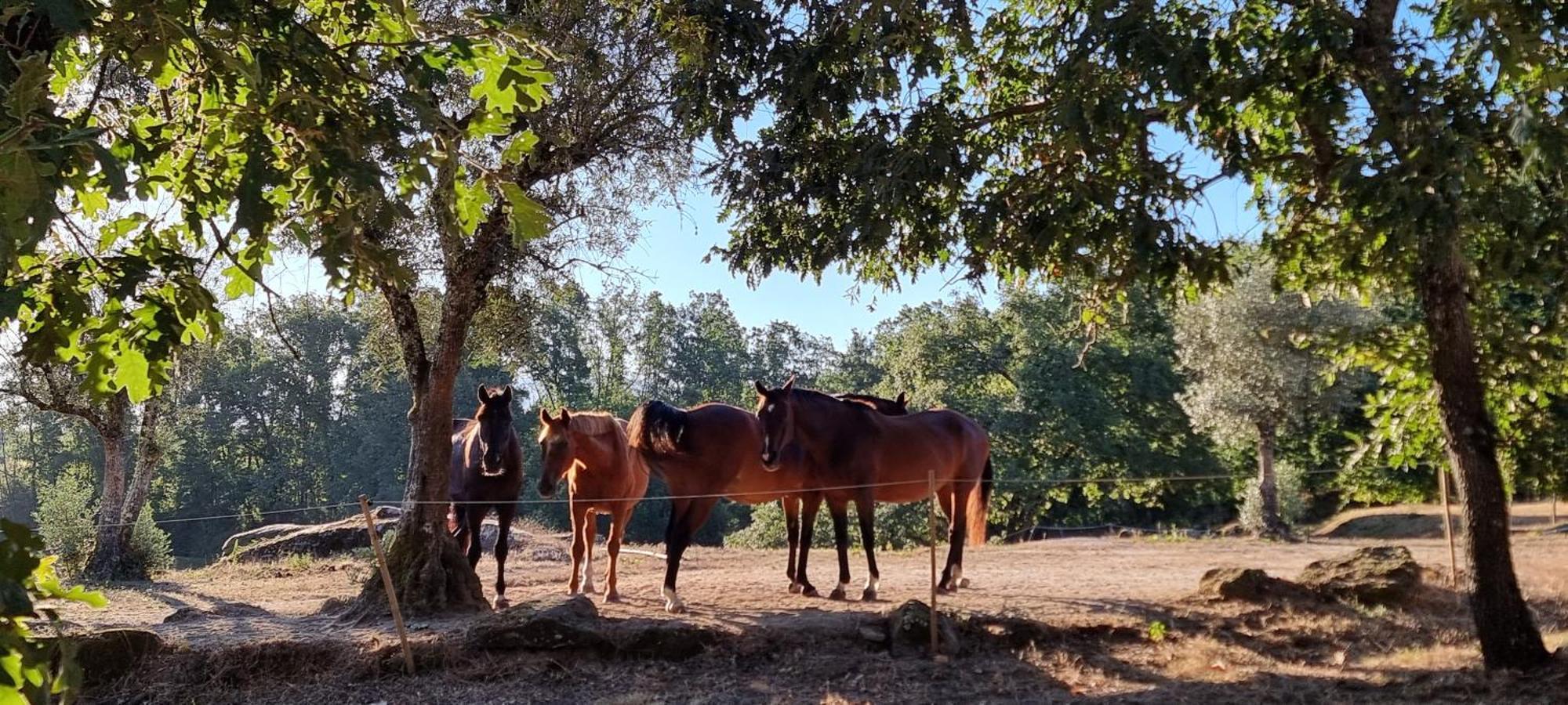 Quinta Da Adarnela Διαμέρισμα Lagares da Beira Εξωτερικό φωτογραφία